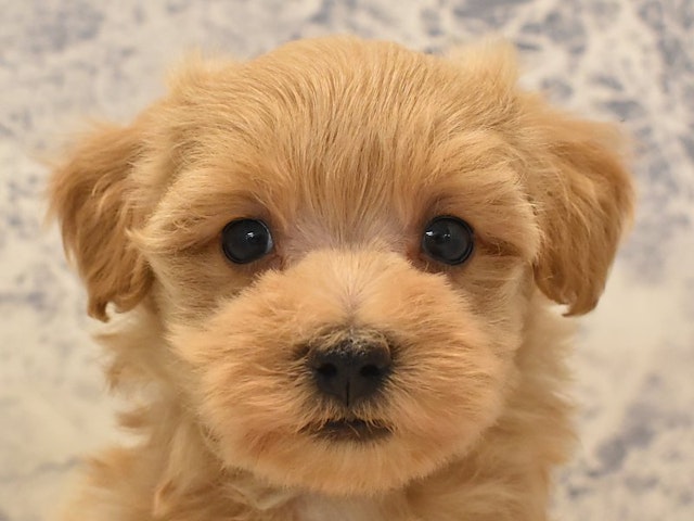 神奈川県のハーフ犬 (ペッツワン相模原愛川インター店/2024年2月16日生まれ/女の子/クリーム)の子犬